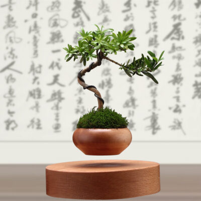 y-tuong-kinh-doanh-cay-bonsai-biet-bay